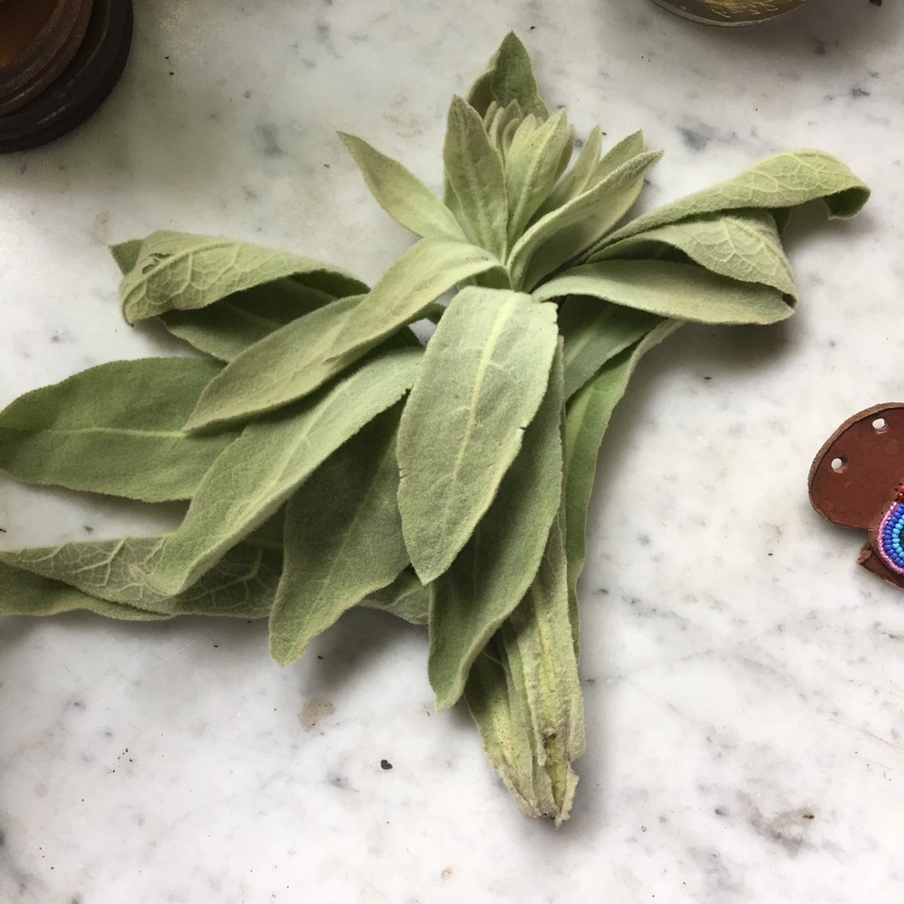 Dried Mullein leaves : ground